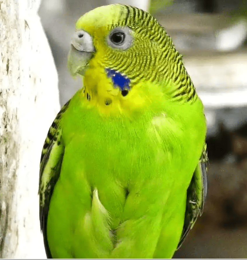 8 Most Beautiful Yellow Parrots